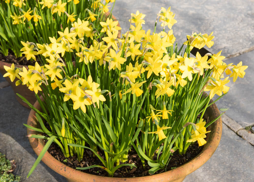 Narzissen (Osterglocken) richtig pflegen Liebe deinen Garten